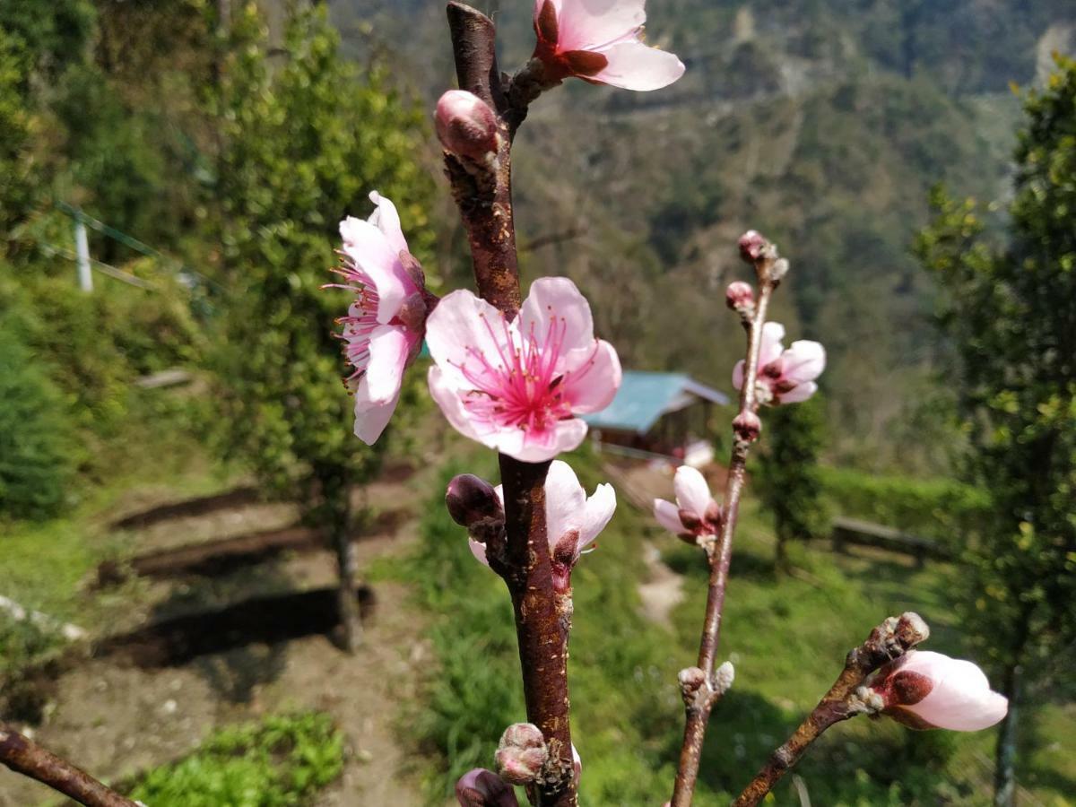 Enchanted Forest Farmstay Gangtok Luaran gambar